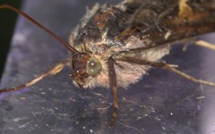 Autographa gamma