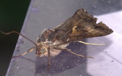 Autographa gamma