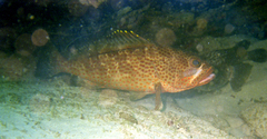 Epinephelus guttatus