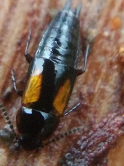 Tachinus subterraneus