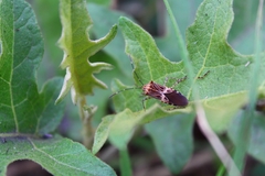 Hypselonotus punctiventris