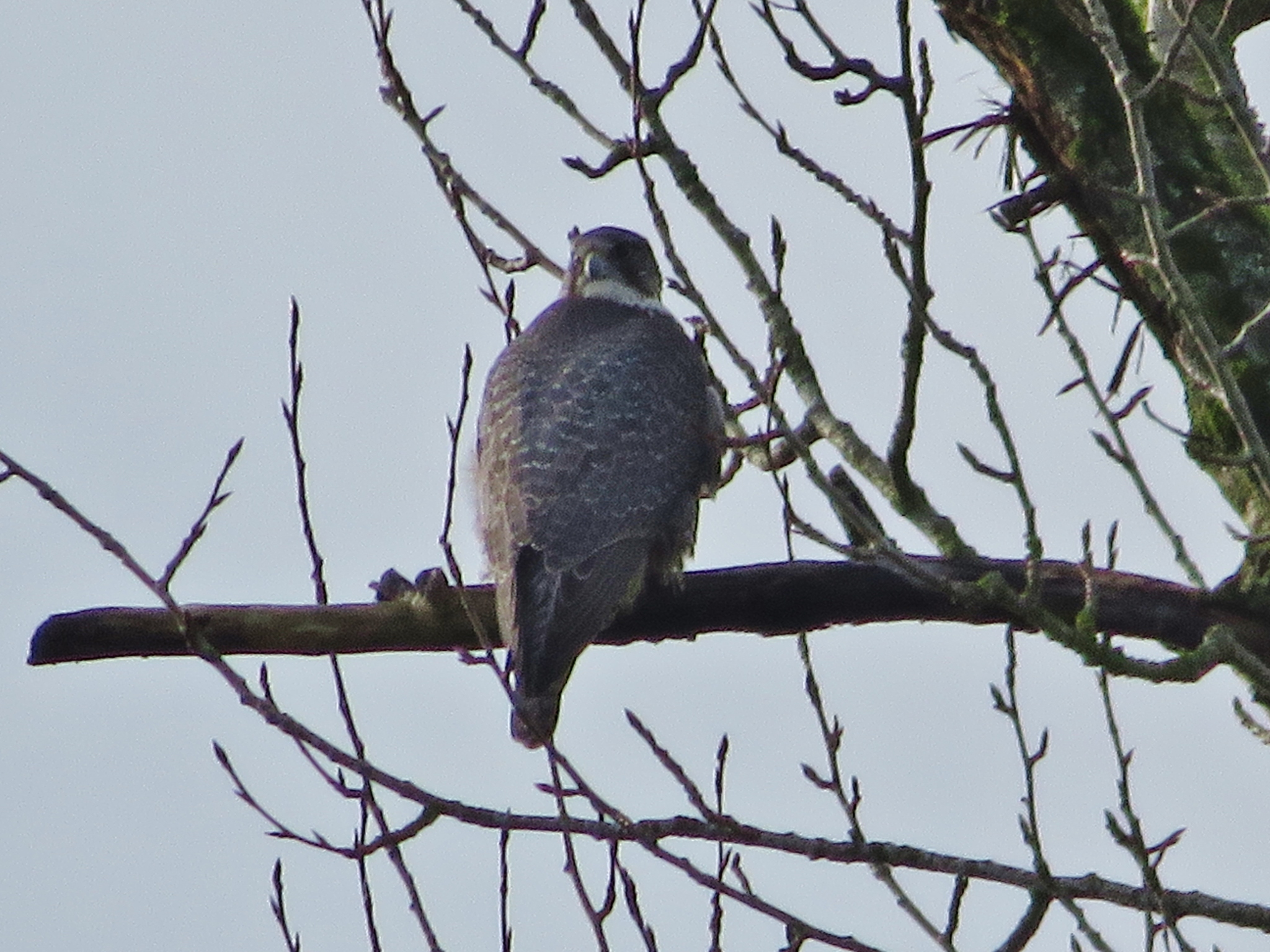 Gyrfalcon
