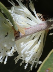 Hakea elliptica