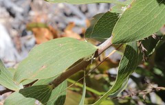 Hakea elliptica