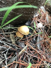 Galerina badipes