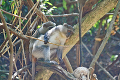 Cercopithecus mitis erythrarchus
