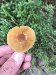 Galerina badipes