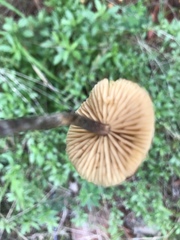 Galerina badipes