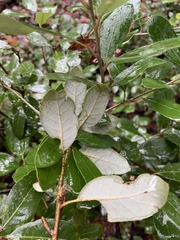 Notholithocarpus densiflorus echinoides