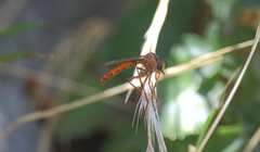 Neoderomyia fulvipes
