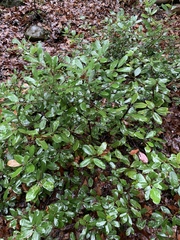 Notholithocarpus densiflorus echinoides