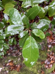 Notholithocarpus densiflorus echinoides