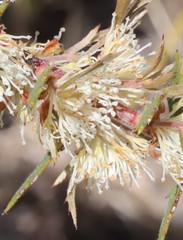 Hakea florida