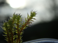 Hedwigia stellata