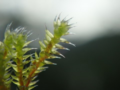 Hedwigia stellata