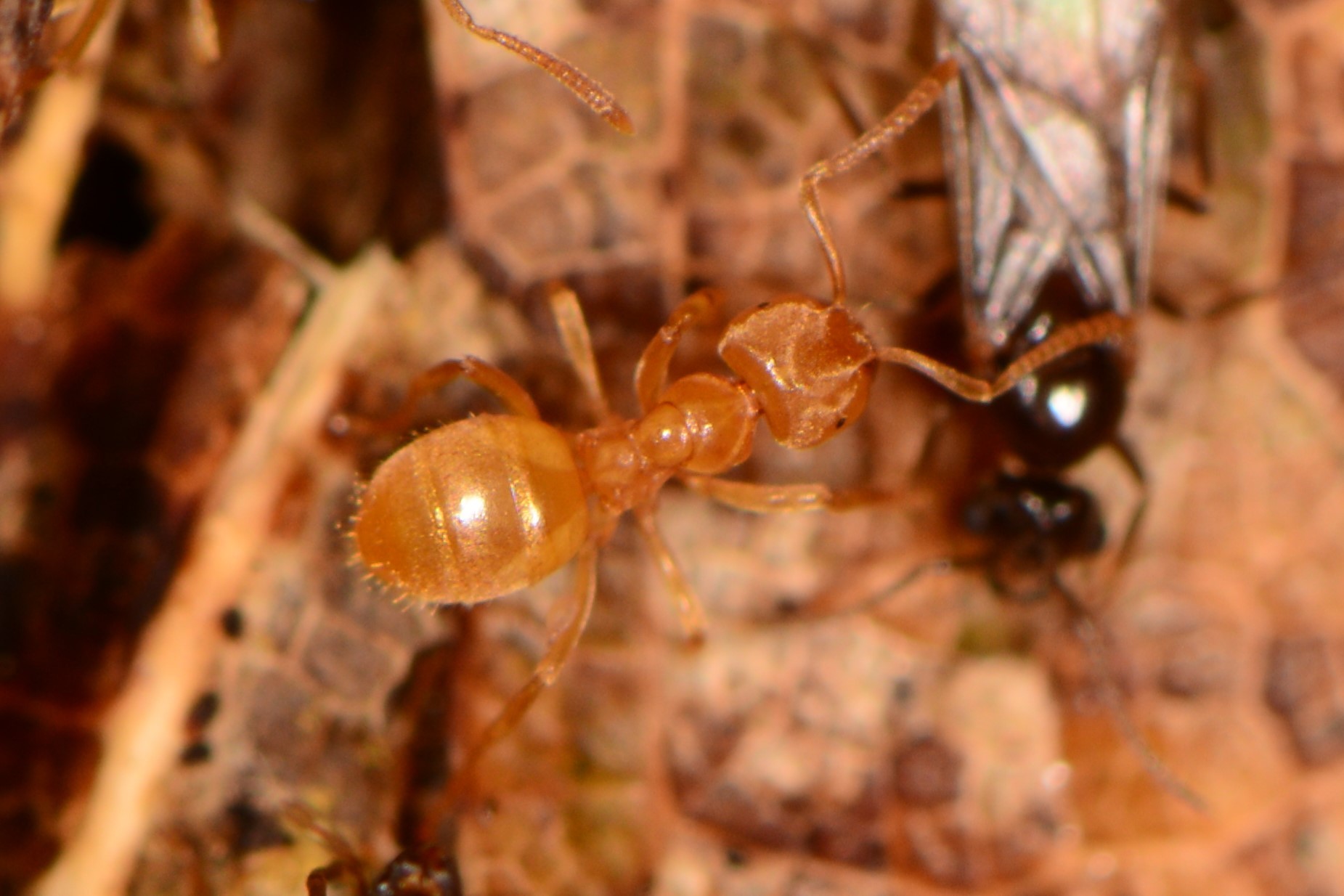 Lasius nearcticus
