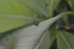 Habroconus