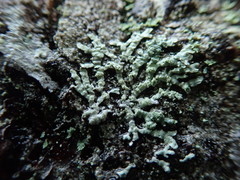 Parmeliopsis hyperopta