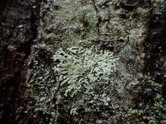 Parmeliopsis hyperopta