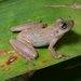 Alctraz Snouted Tree Frog - Photo (c) Diego Santana, some rights reserved (CC BY-NC), uploaded by Diego Santana