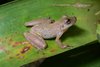 Alctraz Snouted Tree Frog - Photo (c) Diego Santana, some rights reserved (CC BY-NC), uploaded by Diego Santana