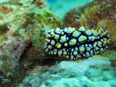 Phyllidia elegans