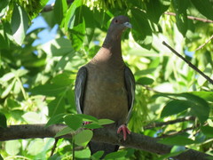 Patagioenas picazuro