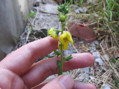 Verbascum virgatum