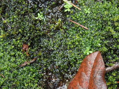 Marsupella emarginata