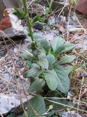 Verbascum virgatum