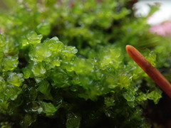 Marsupella emarginata