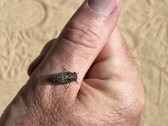 Physeema labyrinthica