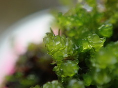 Marsupella emarginata