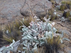 Senecio candidans