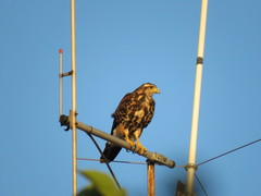 Parabuteo unicinctus