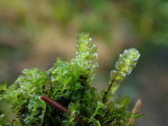 Scapania undulata