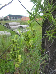 Herreria montevidensis