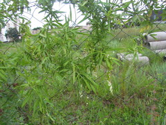 Herreria montevidensis