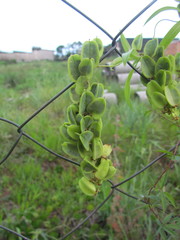 Herreria montevidensis