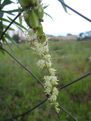 Herreria montevidensis