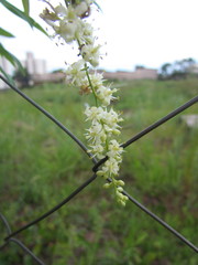 Herreria montevidensis