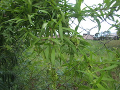 Herreria montevidensis