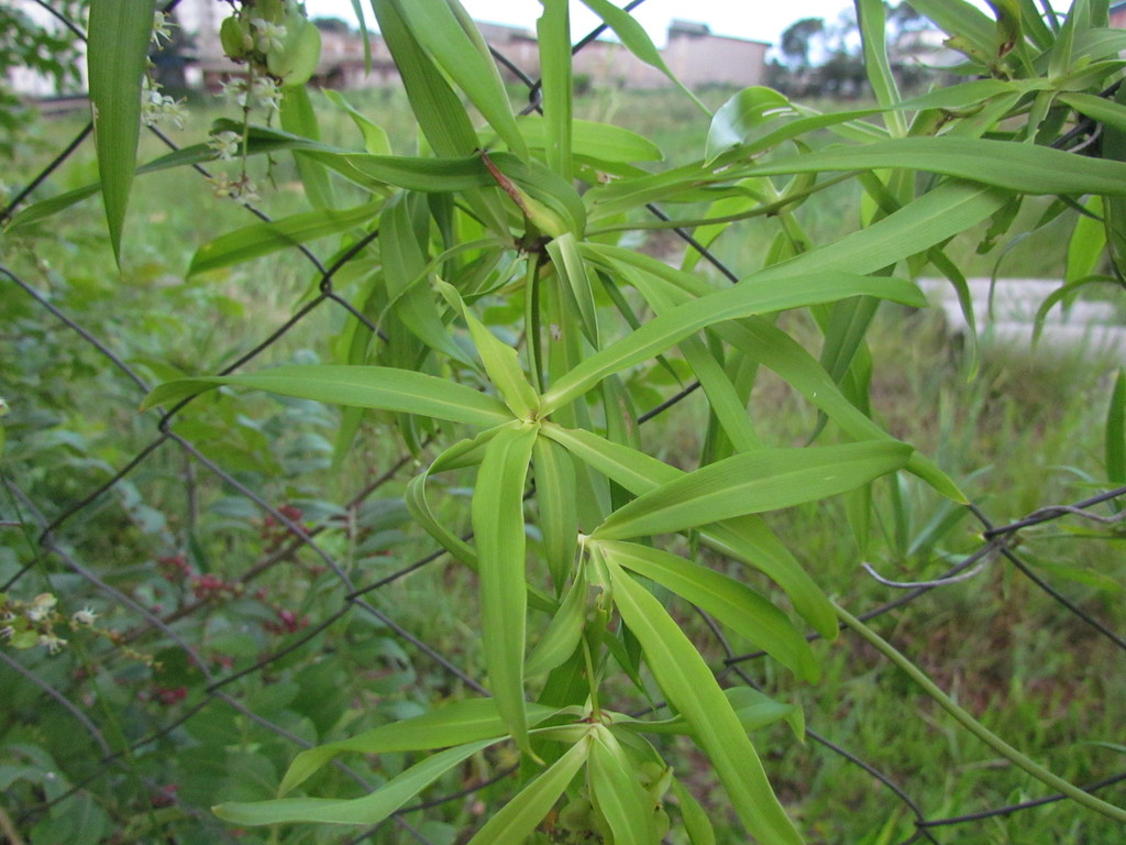 Herreria montevidensis