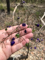 Dianella prunina