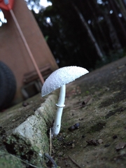 Leucocoprinus