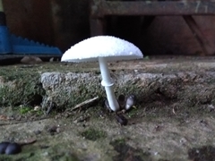 Leucocoprinus
