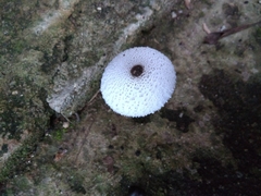Leucocoprinus
