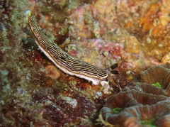 Dermatobranchus striatus