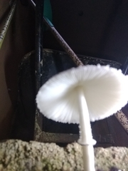 Leucocoprinus