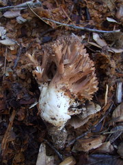 Ramaria violaceibrunnea